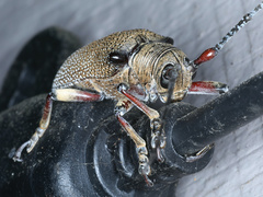 Rhytiphora transversesulcata