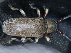 Rhytiphora transversesulcata