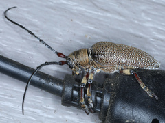 Rhytiphora transversesulcata