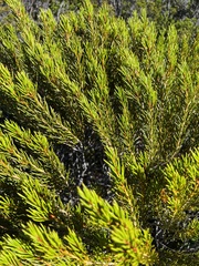 Orites acicularis