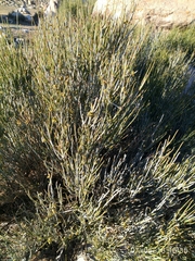 Ephedra fasciculata