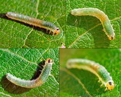 Euura hypoxantha