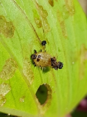 Aspidimorpha puncticosta