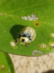 Aspidimorpha puncticosta