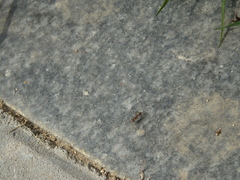 Formica cunicularia