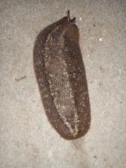 Phyllocaulis soleiformis