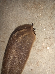 Phyllocaulis soleiformis