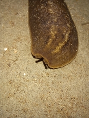 Phyllocaulis soleiformis