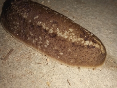 Phyllocaulis soleiformis