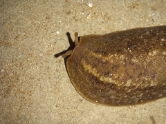 Phyllocaulis soleiformis