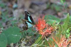 Scadoxus multiflorus