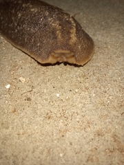 Phyllocaulis soleiformis