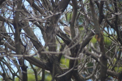 Pitangus sulphuratus