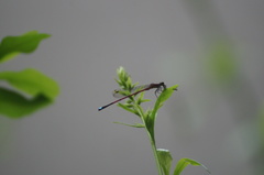 Oxyagrion terminale