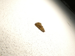 Plusiodonta effulgens