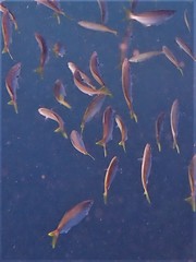 Caesioscorpis theagenes