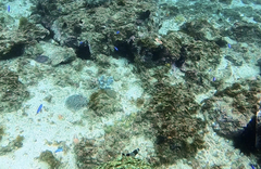 Amphiprion latezonatus