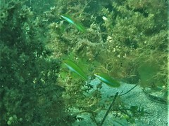 Halichoeres brownfieldi