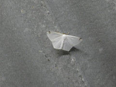 Sericoptera area