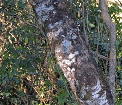 Ocotea puberula