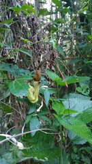 Aristolochia macroura