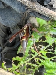 Polistes stabilinus