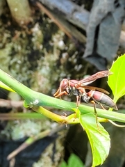 Polistes stabilinus