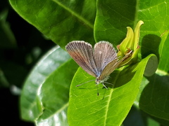 Zizula hylax pygmaea