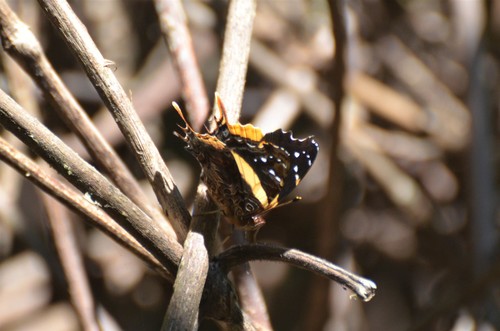 Antanartia schaeneia dubia