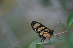 Methona themisto