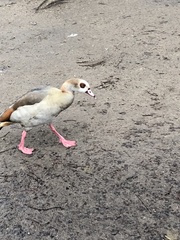 Alopochen aegyptiaca