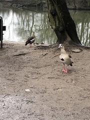 Alopochen aegyptiaca