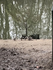 Alopochen aegyptiaca