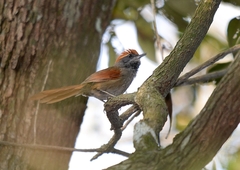 Synallaxis ruficapilla