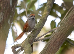 Synallaxis ruficapilla