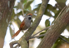 Synallaxis ruficapilla