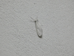 Rupela albina