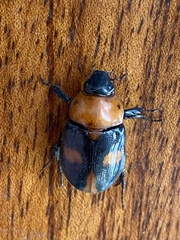 Cyclocephala gregaria