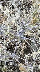 Eryngium creticum
