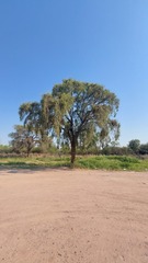 Aspidosperma quebracho-blanco