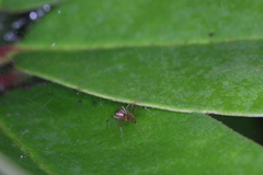 Anelosimus studiosus