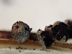 Lamproderma pseudomaculatum