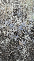 Eryngium creticum