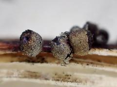 Lamproderma pseudomaculatum