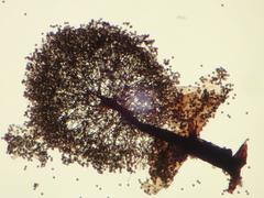 Lamproderma pseudomaculatum