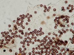 Lamproderma pseudomaculatum