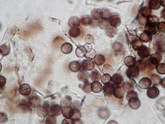 Lamproderma pseudomaculatum