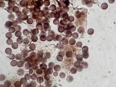 Lamproderma pseudomaculatum