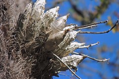 Catasetum fimbriatum