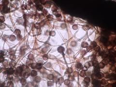 Lamproderma pseudomaculatum